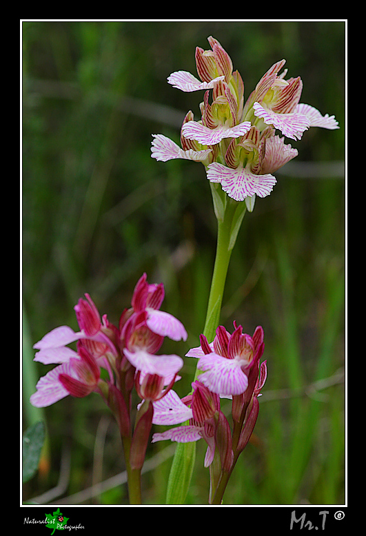 5 Aprile, una giornata di belle orchidee!!!